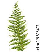 Fern leaf isolated on white background. Стоковое фото, агентство Ingram Publishing / Фотобанк Лори