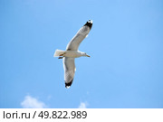 sea bird seagull. nature closeup. Стоковое фото, агентство Ingram Publishing / Фотобанк Лори