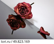 withered red rose. Beauty death flower. Стоковое фото, агентство Ingram Publishing / Фотобанк Лори