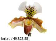 Close up of orchid (Paphiopedilum Maudiae) and vase on white background. Стоковое фото, агентство Ingram Publishing / Фотобанк Лори