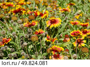 Yellow and Orange Daisy Flowers field. Стоковое фото, агентство Ingram Publishing / Фотобанк Лори