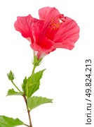 Beautiful pink hibiscus flower isolated on white background. Стоковое фото, агентство Ingram Publishing / Фотобанк Лори