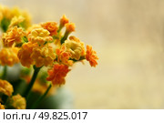Succus Kalanchoes. closeup. Стоковое фото, агентство Ingram Publishing / Фотобанк Лори