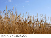meadow landscape. summer nature backgrounds. Стоковое фото, агентство Ingram Publishing / Фотобанк Лори