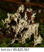 Еловая шишка обросшая грибом Клавулина коралловидная (Clavulina coralloides) на мху. Стоковое фото, фотограф Иванова Анастасия / Фотобанк Лори