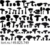 Big collection of different vector fungus silhouettes . Стоковая иллюстрация, агентство Ingram Publishing / Фотобанк Лори