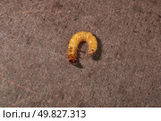 Wireworm on a garden plot. Wireworms are the larvae of all click beetles. Стоковое фото, фотограф Андрей Жигальцов / Фотобанк Лори