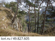 Орлиные скалы в Сочи, сосны на скалах (2024 год). Редакционное фото, фотограф Иван Аборнев / Фотобанк Лори