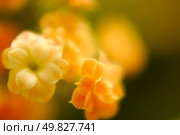 Succus Kalanchoes. macro. Стоковое фото, агентство Ingram Publishing / Фотобанк Лори