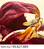 abstract stillife. dried red tulip. Стоковое фото, агентство Ingram Publishing / Фотобанк Лори