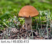 Фото Подосиновик в лесу. Red-capped Aspen scaber stalk mushroom or aspen bolete Leccinum aurantiacum growing in forest. Стоковое фото, фотограф Сергей Пристяжнюк (Serg Zastavkin) / Фотобанк Лори