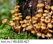 Опята на пне в лесу. A group of edible honey fungi Armillaria mellea on the bark of a tree in a forest. Стоковое фото, фотограф Сергей Пристяжнюк (Serg Zastavkin) / Фотобанк Лори