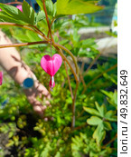 A close-up of a pink bleeding heart flower (Lamprocapnos spectabilis) with green foliage in the background. A hand is gently touching the plant. Стоковое фото, фотограф Елена Высокова / Фотобанк Лори