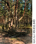 Dancing forest on a sunny day in Courish Split , Kaliningrad region, Russia (2024 год). Редакционное фото, фотограф Татьяна Кахилл / Фотобанк Лори