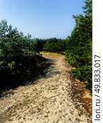 The Courish Split or Curonian Spit, Kaliningrad region, Russia (2024 год). Редакционное фото, фотограф Татьяна Кахилл / Фотобанк Лори