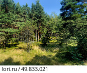 The Courish Split or Curonian Spit, Kaliningrad region, Russia (2024 год). Стоковое фото, фотограф Татьяна Кахилл / Фотобанк Лори