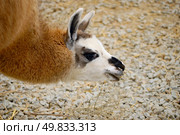 portrait of animal lama. outdoor shot. Стоковое фото, агентство Ingram Publishing / Фотобанк Лори