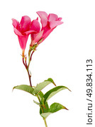 Beautiful pink hibiscus flower isolated on white background. Стоковое фото, агентство Ingram Publishing / Фотобанк Лори