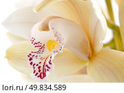 Yellow orchid flower close-up, selective focus. Стоковое фото, агентство Ingram Publishing / Фотобанк Лори