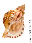 Sea shell isolated on white background. Стоковое фото, агентство Ingram Publishing / Фотобанк Лори