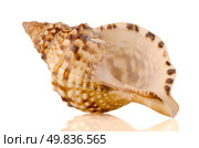 Sea shell on white reflective background. Стоковое фото, агентство Ingram Publishing / Фотобанк Лори