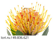 Pincushion Protea closeup isolated on white background. Стоковое фото, агентство Ingram Publishing / Фотобанк Лори