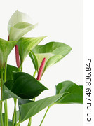 Closeup of anthedesia anthurium with white, green and red flowers in white flowerpot on white background. Стоковое фото, агентство Ingram Publishing / Фотобанк Лори