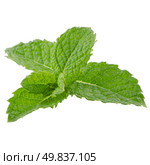 Fresh mint leaves isolated on white background. Стоковое фото, агентство Ingram Publishing / Фотобанк Лори