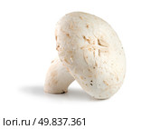 One champignon mushroom isolated on white. Стоковое фото, агентство Ingram Publishing / Фотобанк Лори