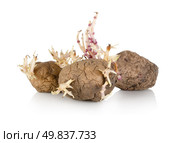 An over ripe sprouting potato isolated on a white background. Стоковое фото, агентство Ingram Publishing / Фотобанк Лори