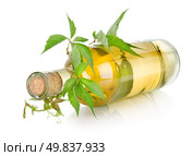 White wine and vine isolated on a white background. Стоковое фото, агентство Ingram Publishing / Фотобанк Лори