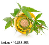 White wine and vine isolated on a white background. Стоковое фото, агентство Ingram Publishing / Фотобанк Лори