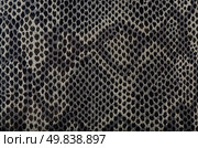 Closeup of snake Skin Leather Texture. Стоковое фото, агентство Ingram Publishing / Фотобанк Лори