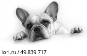 French bulldog resting with curious expression on white background. Стоковое AI-изображение, AI-художник Katsiaryna Repich / Фотобанк Лори