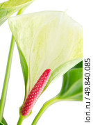 Closeup of anthedesia anthurium with white, green and red flowers in white flowerpot on white background. Стоковое фото, агентство Ingram Publishing / Фотобанк Лори