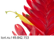 Red bromelia flower on white background. Стоковое фото, агентство Ingram Publishing / Фотобанк Лори