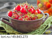Canned tomatoes. Стоковое фото, агентство Ingram Publishing / Фотобанк Лори