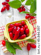 Cornus. Стоковое фото, агентство Ingram Publishing / Фотобанк Лори