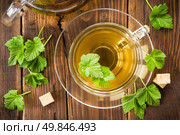 Blackcurrant tea. Стоковое фото, агентство Ingram Publishing / Фотобанк Лори