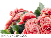 Pink begonia flowerson white background. Стоковое фото, агентство Ingram Publishing / Фотобанк Лори