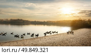 Geese on the pond at autumn sunset. Стоковое фото, агентство Ingram Publishing / Фотобанк Лори