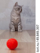 little kitten with small red ball. Стоковое фото, агентство Ingram Publishing / Фотобанк Лори