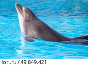 beautiful dolphin swims in the water. Стоковое фото, агентство Ingram Publishing / Фотобанк Лори
