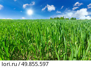 Wheat field. Стоковое фото, агентство Ingram Publishing / Фотобанк Лори