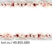 Isolated frame from sakura. Element of design. Стоковое фото, агентство Ingram Publishing / Фотобанк Лори
