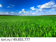 Green field. Стоковое фото, агентство Ingram Publishing / Фотобанк Лори