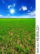 Pea field. Стоковое фото, агентство Ingram Publishing / Фотобанк Лори