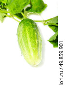 green cucumber on a white background. Стоковое фото, агентство Ingram Publishing / Фотобанк Лори