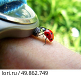 Ladybird tries stop the time. . Стоковое фото, агентство Ingram Publishing / Фотобанк Лори