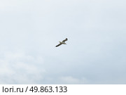 Сизая чайка (лат. - Larus canus) летит по облачному серому небу, вид снизу. Стоковое фото, фотограф Алексей Винников / Фотобанк Лори